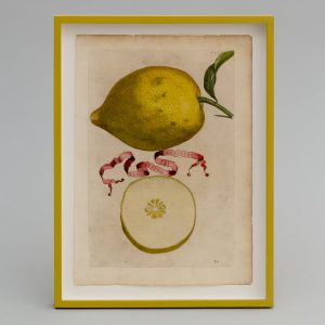 Zitrone im ansprechenden Handkolorit von 1646