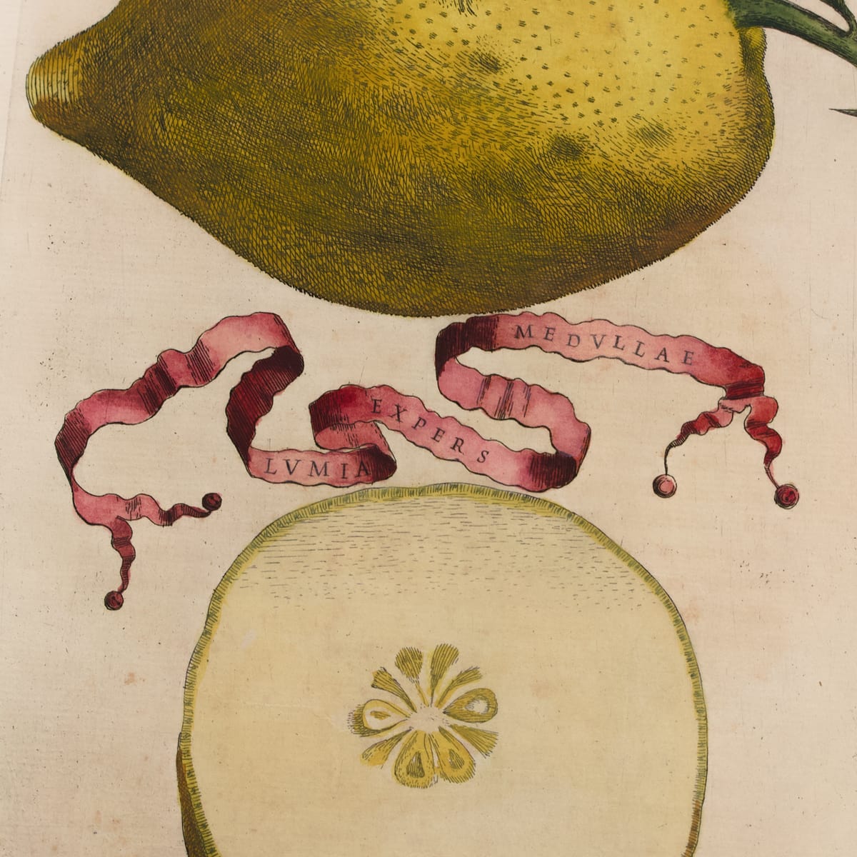 Zitrone im ansprechenden Handkolorit von 1646 – Bild 2